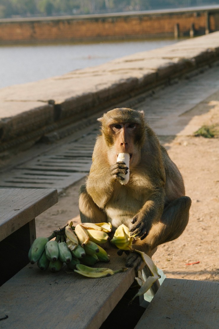 Portrait Photography; Wedding Photographer; New Zealand; Rachel Walker