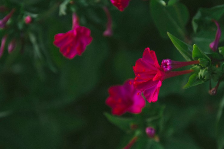 Portrait Photography; Wedding Photographer; New Zealand; Rachel Walker